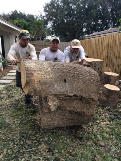 Tree Removal Is Hard Work Here In Boca Raton